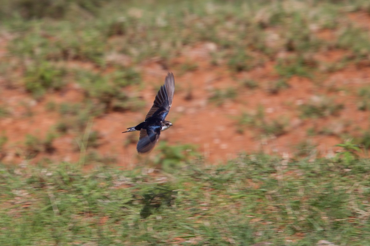 White-tailed Swallow - Simon Colenutt