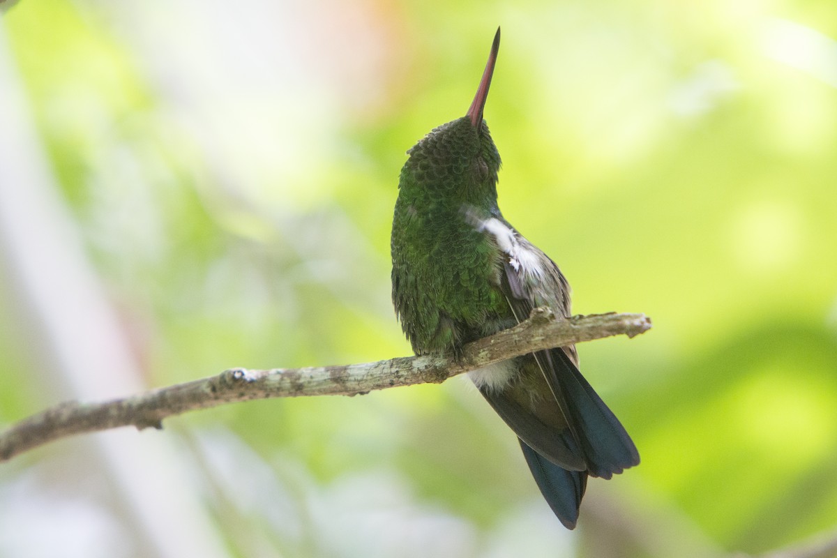 Copper-rumped Hummingbird - ML245016631