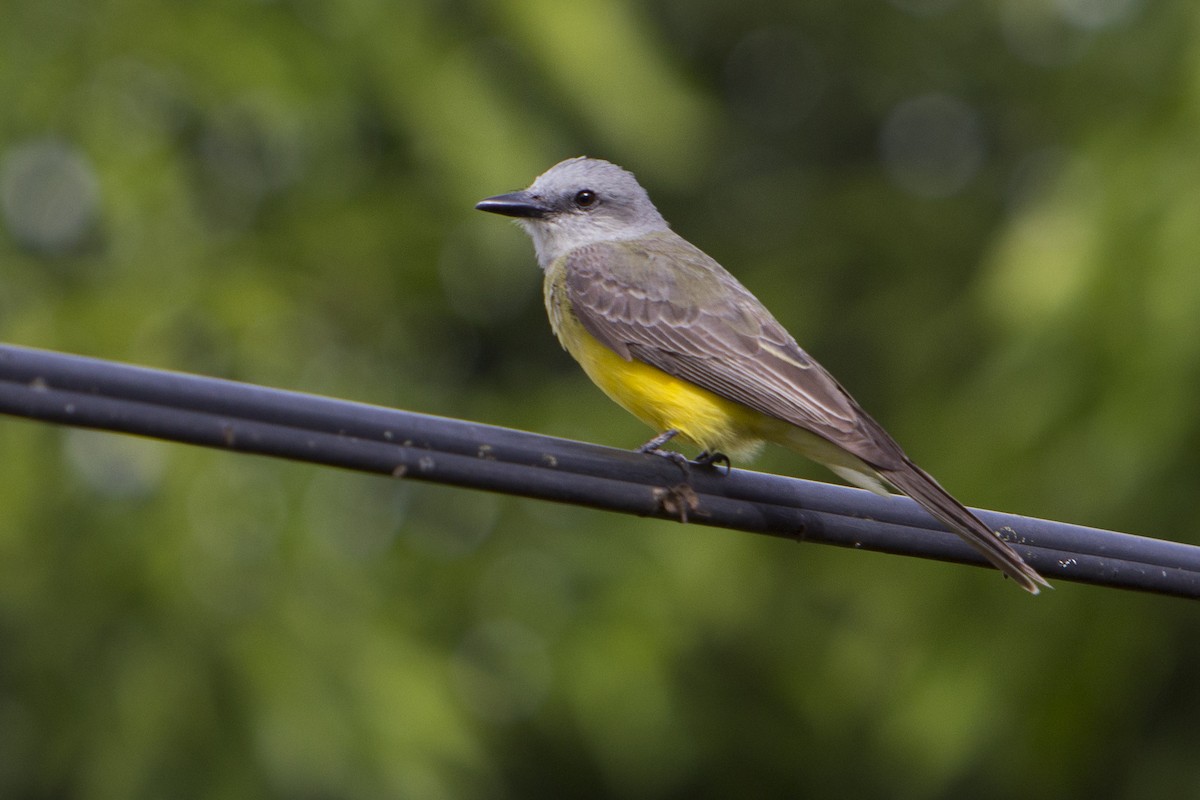 Tropical Kingbird - ML245016851