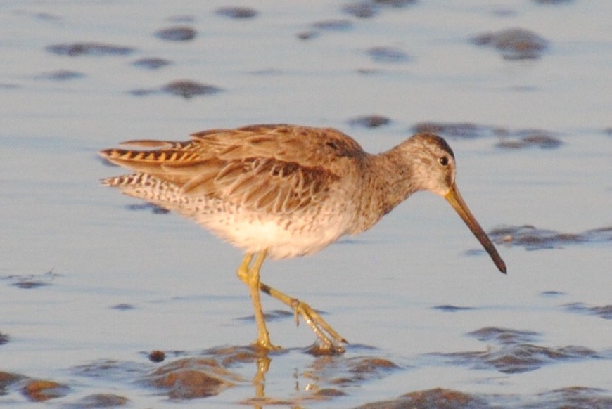 Short-billed Dowitcher - Tibbett Speer