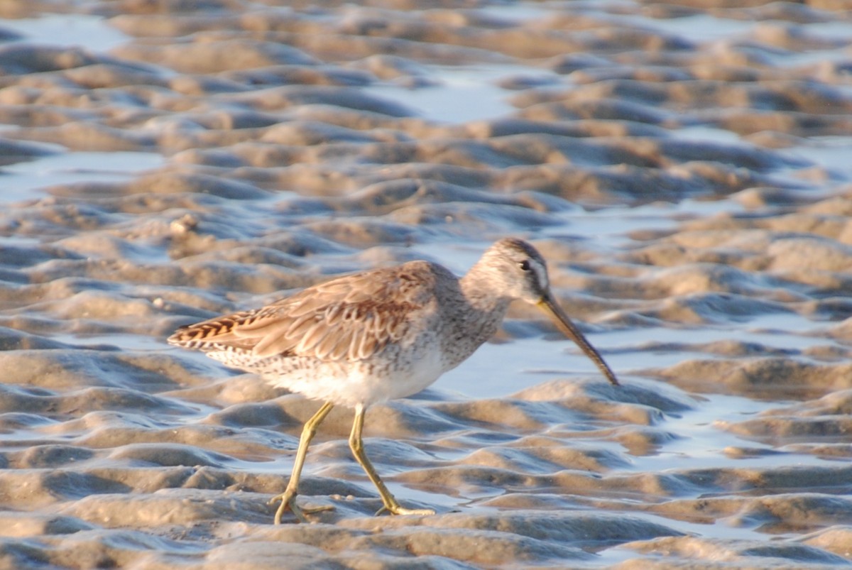 Short-billed Dowitcher - Tibbett Speer