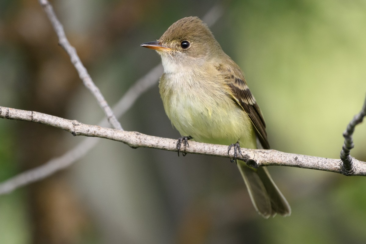 Willow Flycatcher - Darren Clark