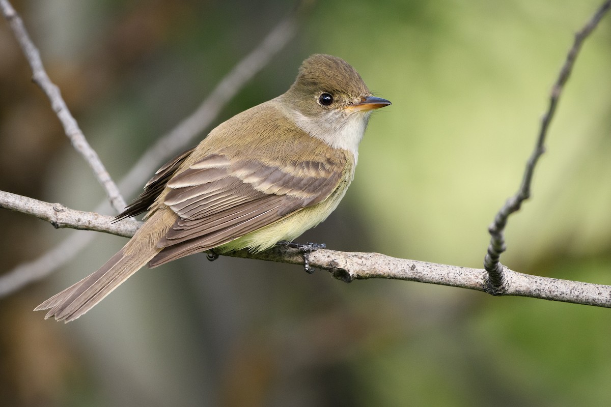 Willow Flycatcher - ML245017611