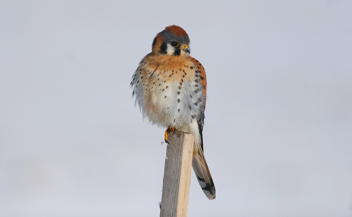 American Kestrel - ML245018501