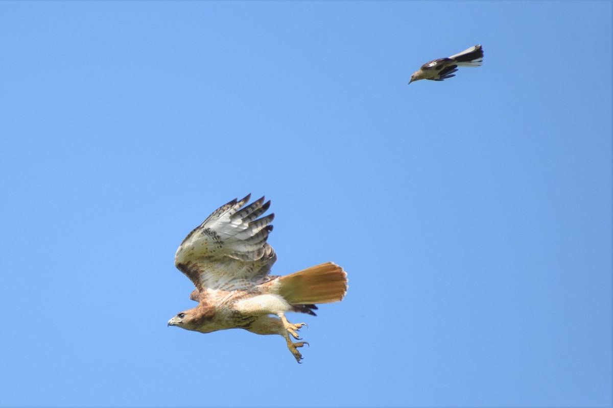 Red-tailed Hawk - ML245018641