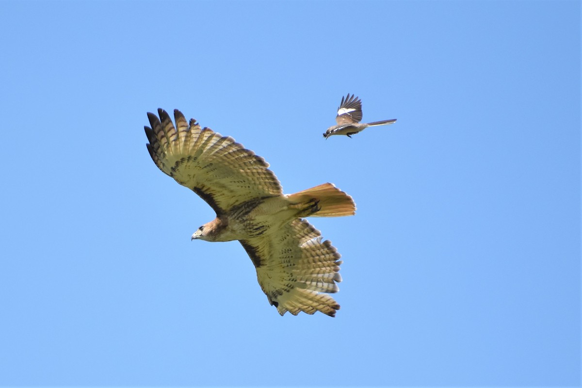 Red-tailed Hawk - ML245018671