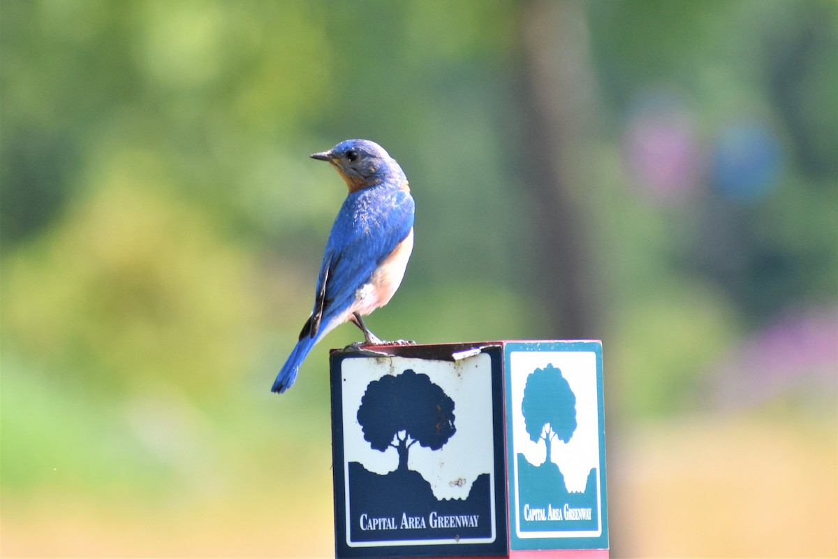 Eastern Bluebird - ML245018701