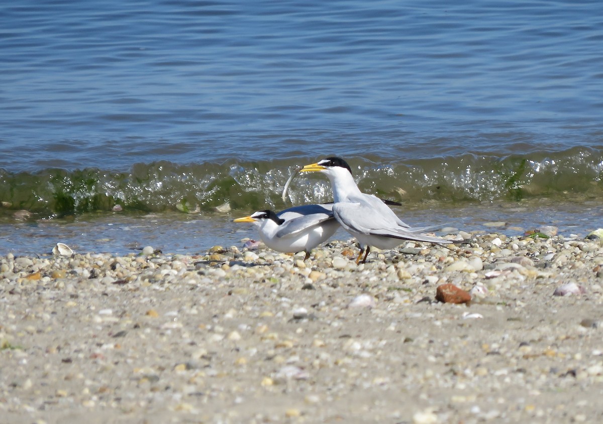 Least Tern - ML245019751