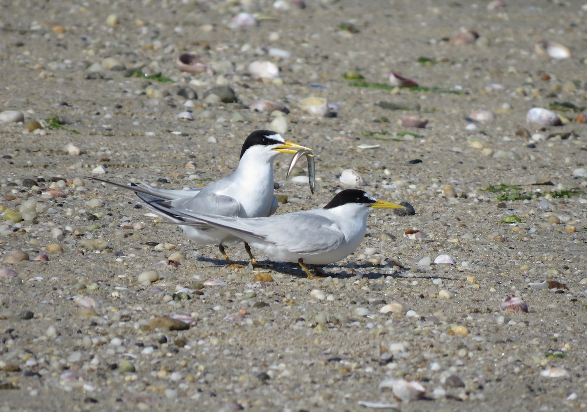 Least Tern - ML245019761