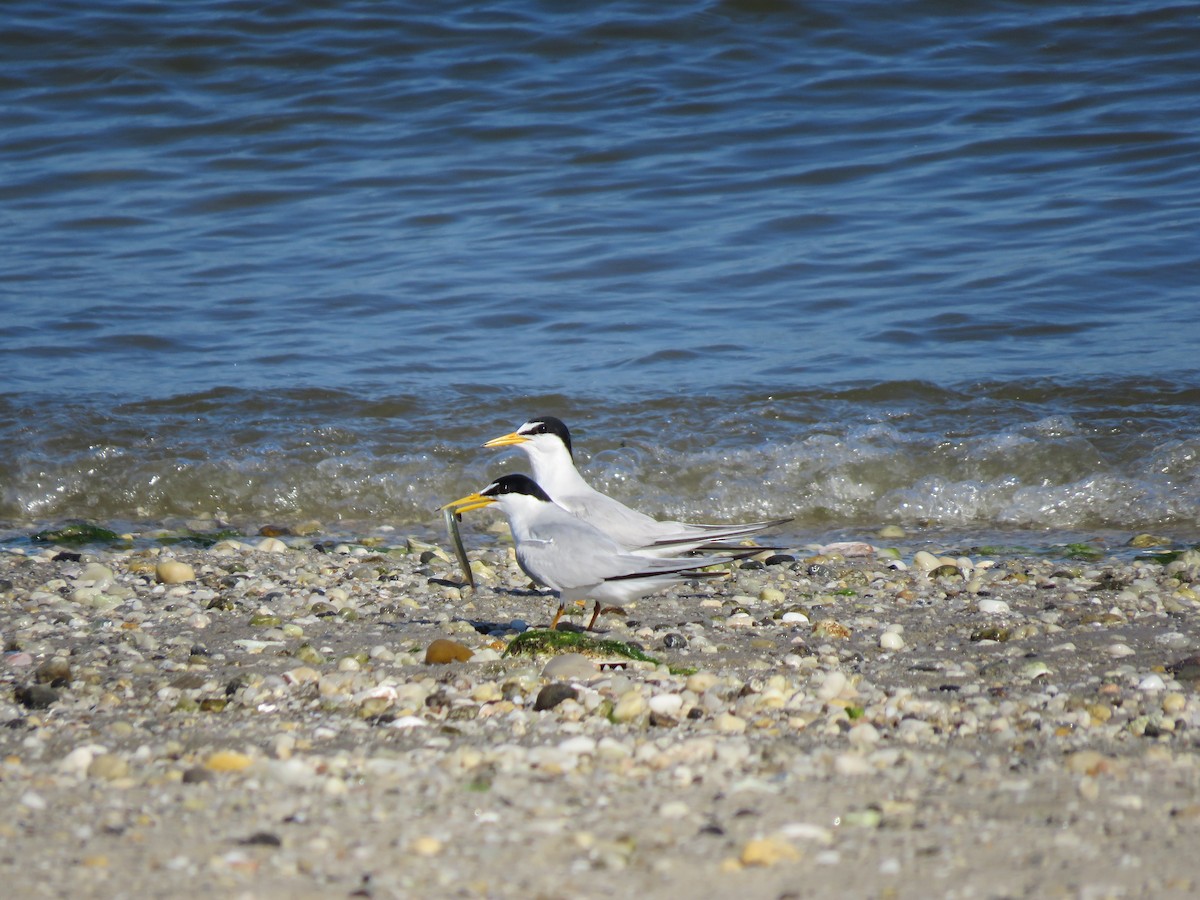 Least Tern - ML245019811