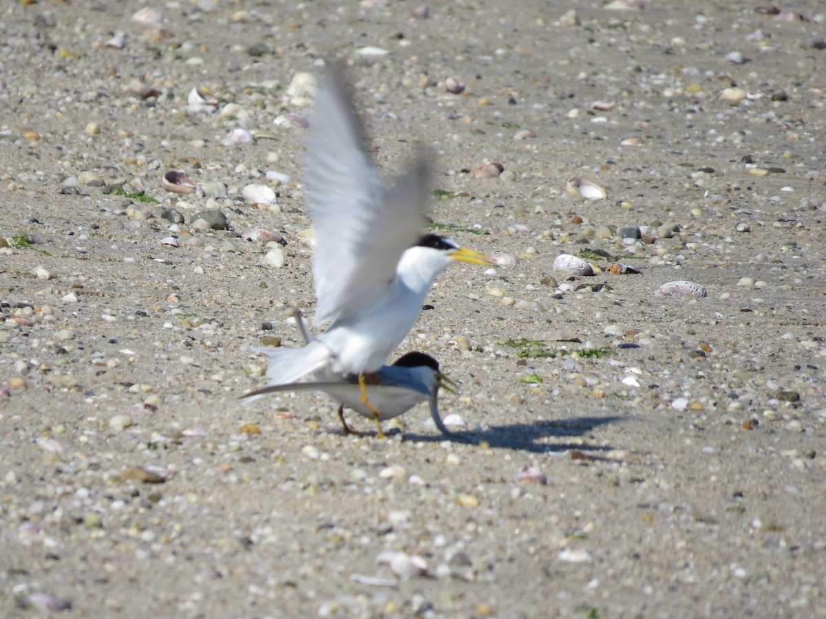 Least Tern - ML245019841