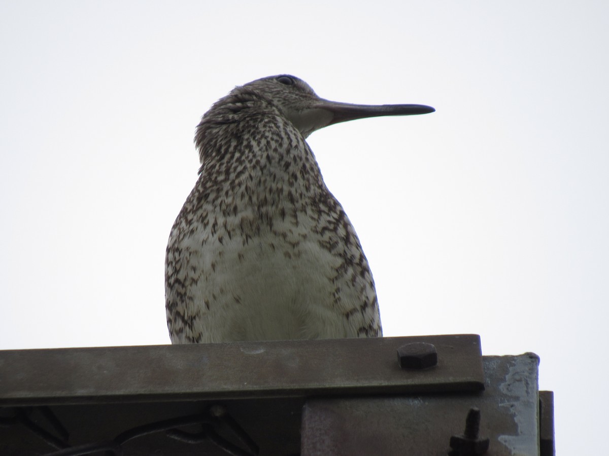 Willet - Heather Gordon