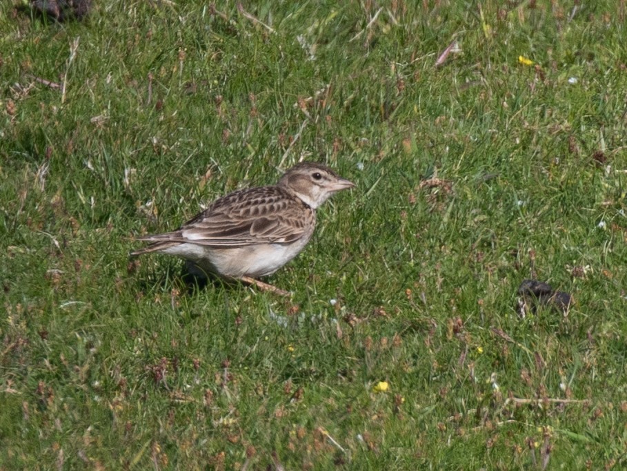 Calandra Lark - Daniel Gornall