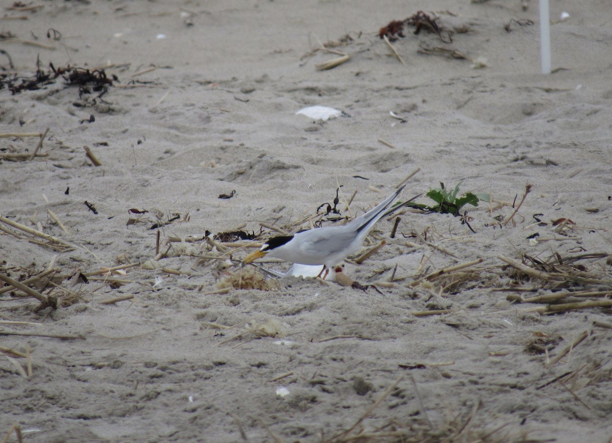 Least Tern - ML245021611