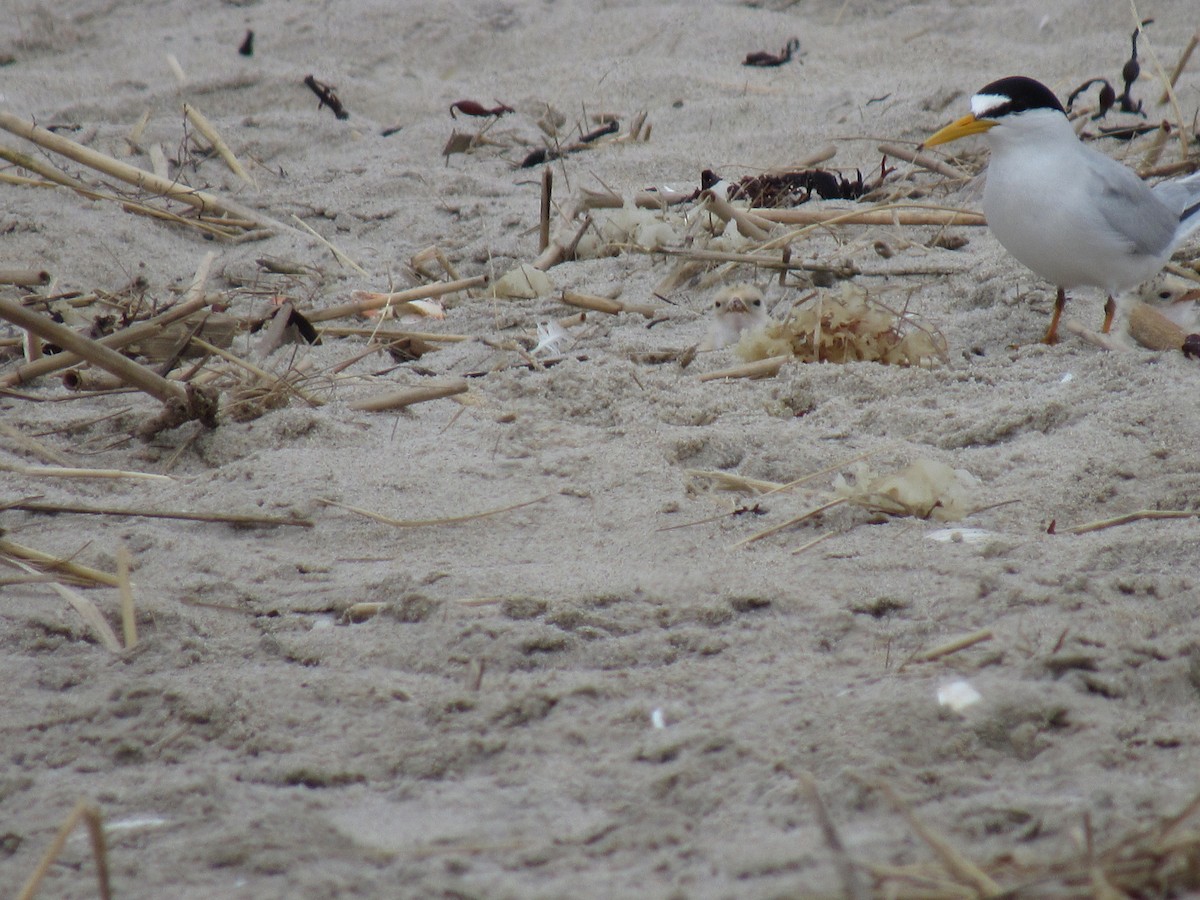 Least Tern - Heather Gordon