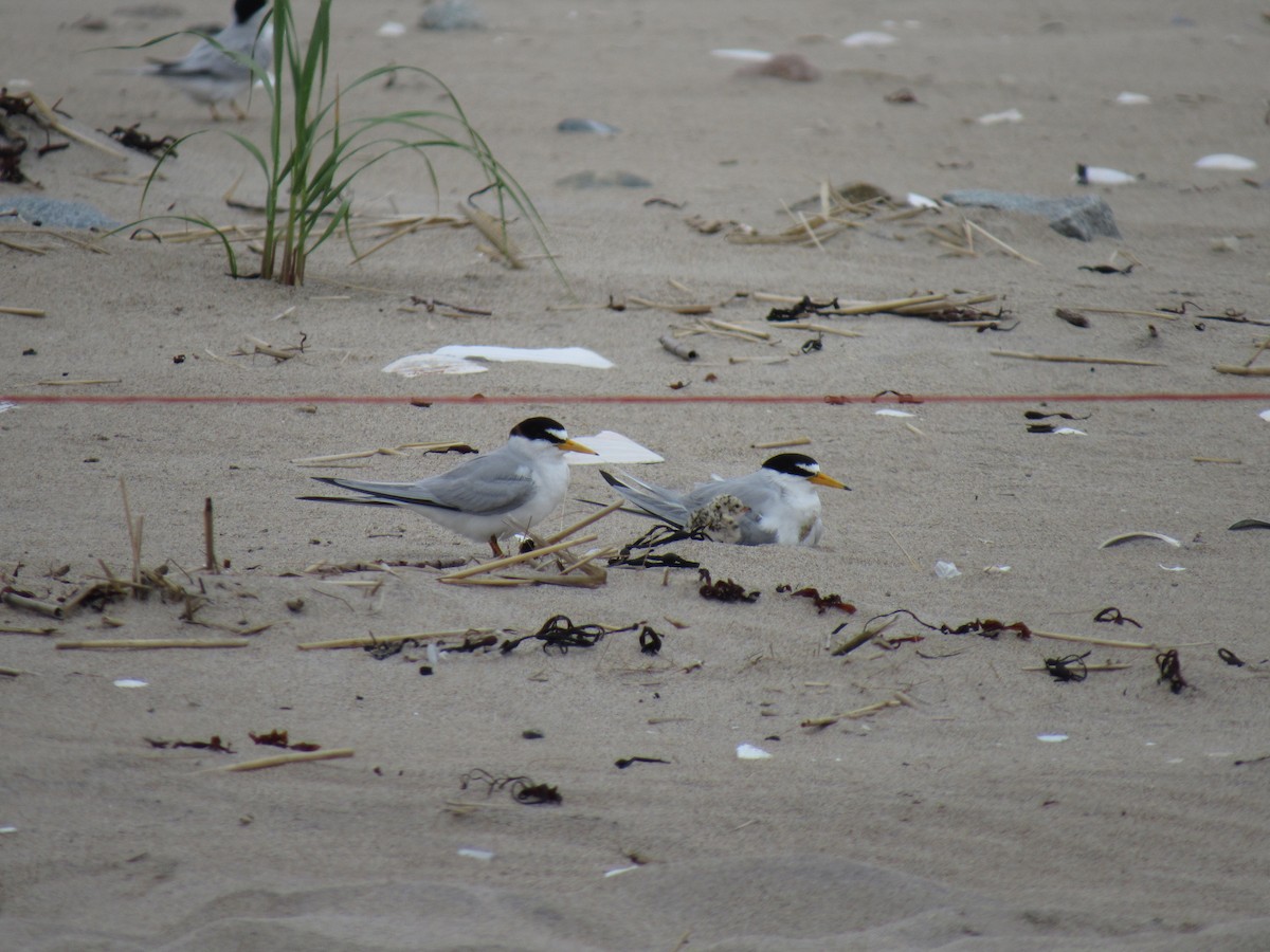 Least Tern - Heather Gordon