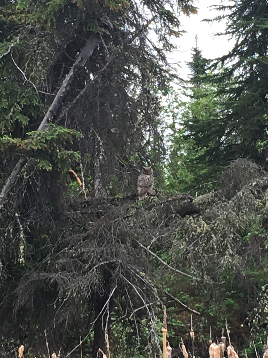 Great Horned Owl - Kathy Hodges