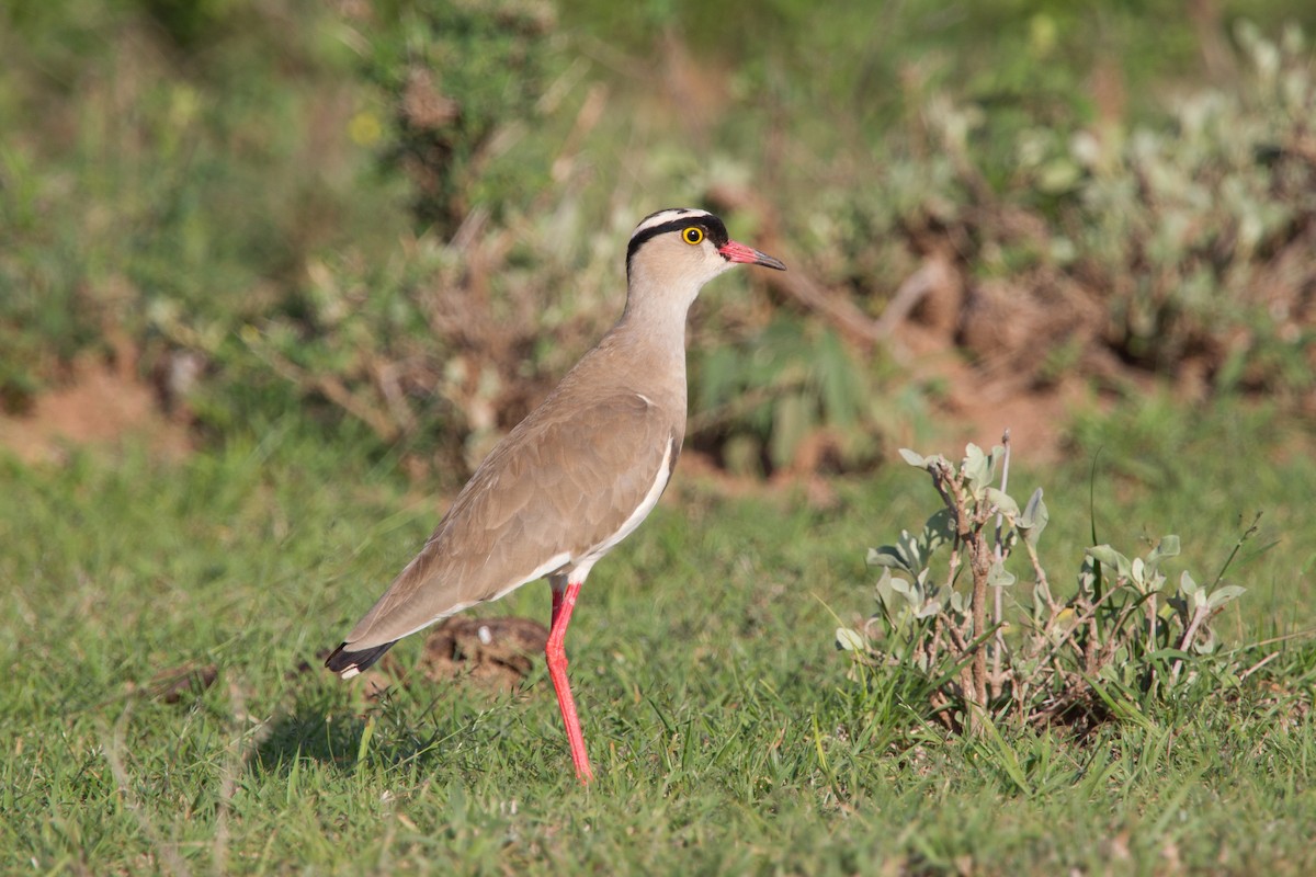 オウカンゲリ - ML245026521