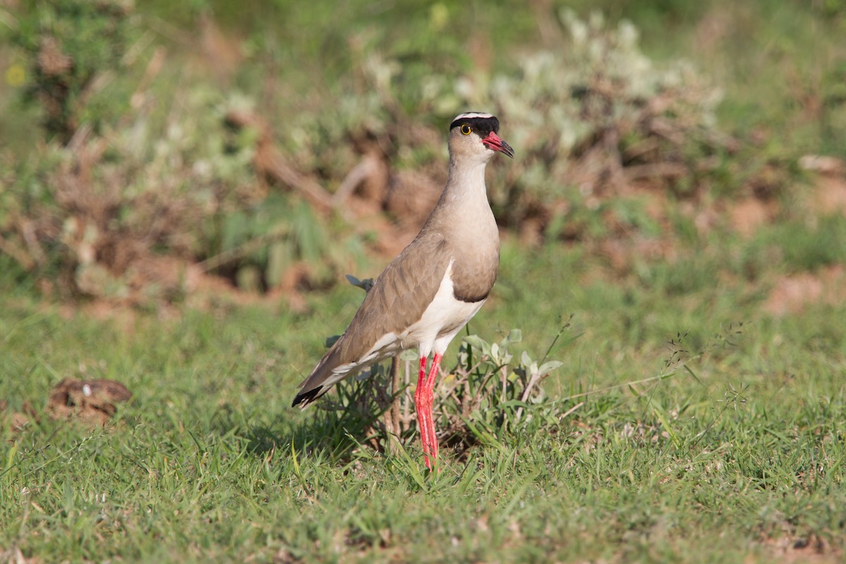 Crowned Lapwing - ML245026531