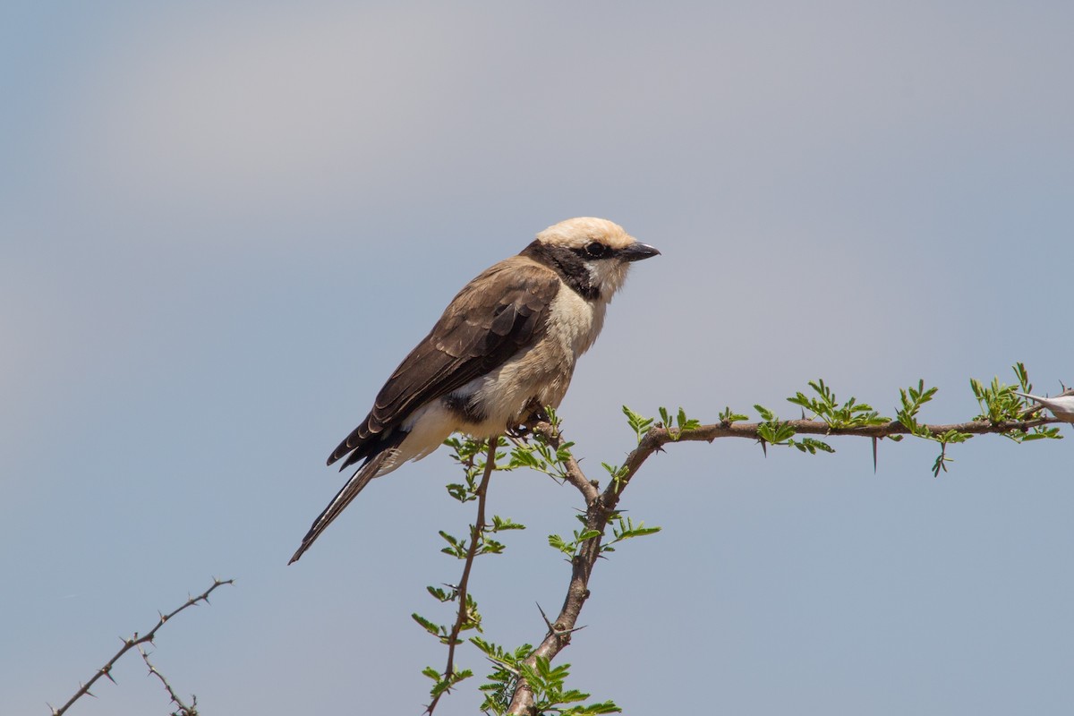 White-rumped Shrike - Simon Colenutt