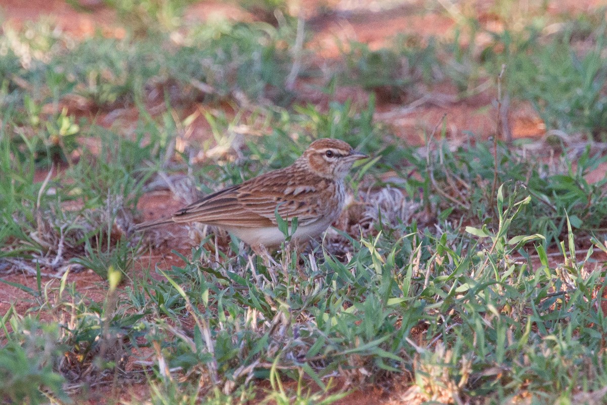 Fawn-colored Lark (Foxy) - Simon Colenutt