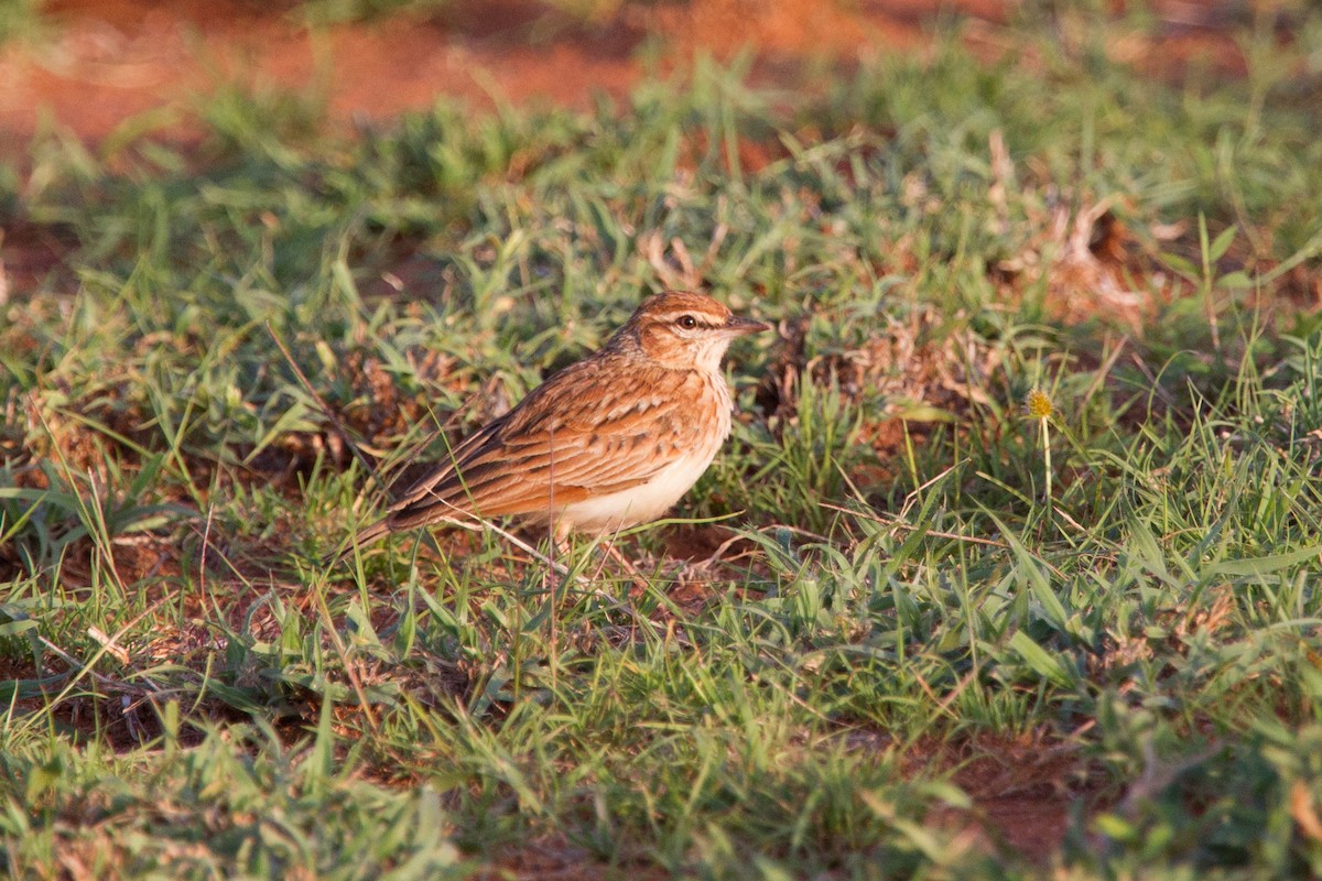 Fawn-colored Lark (Foxy) - Simon Colenutt