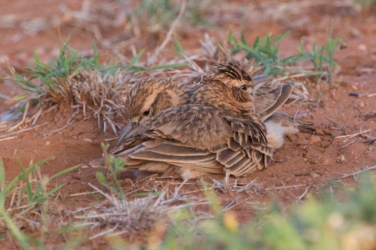 Short-tailed Lark - Simon Colenutt