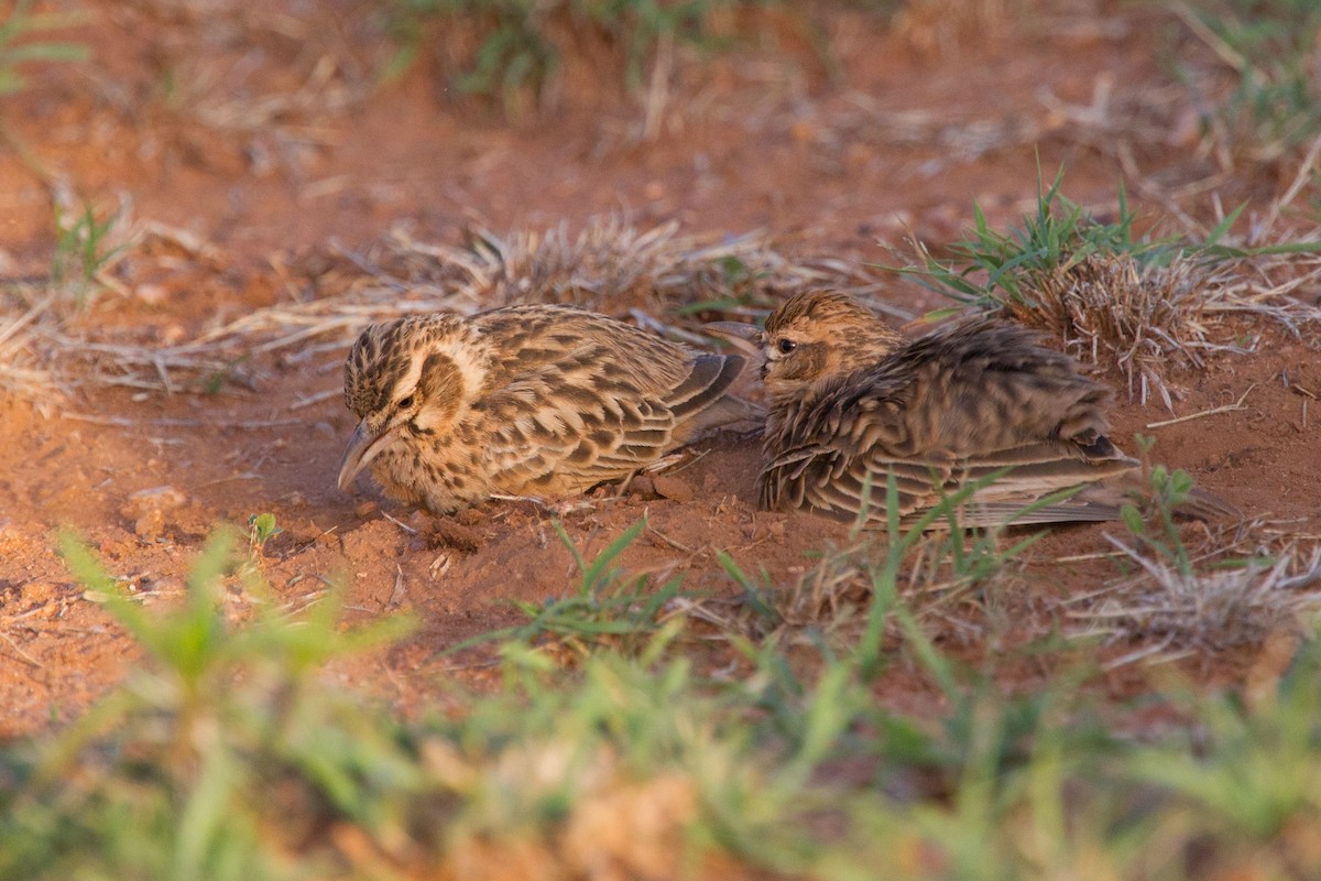 Short-tailed Lark - ML245026701