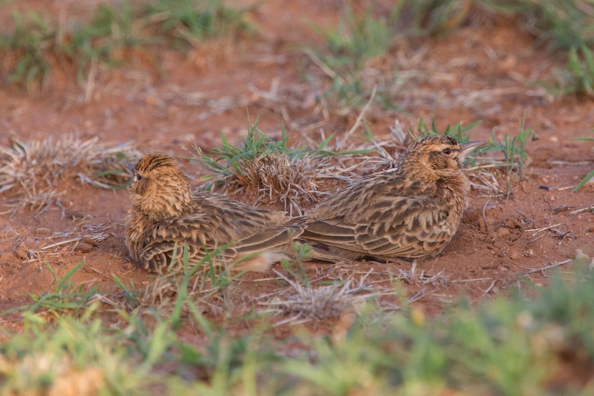 Short-tailed Lark - Simon Colenutt