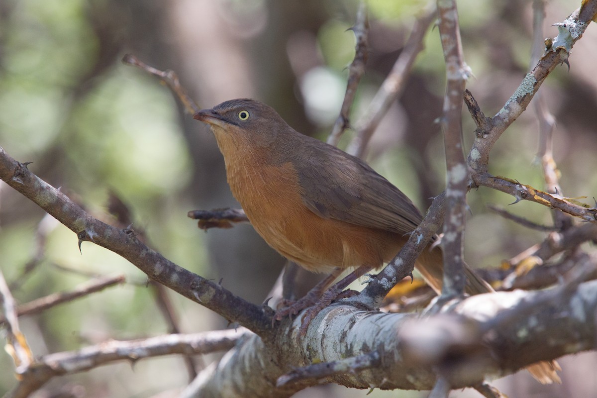 Rufous Chatterer - ML245026761