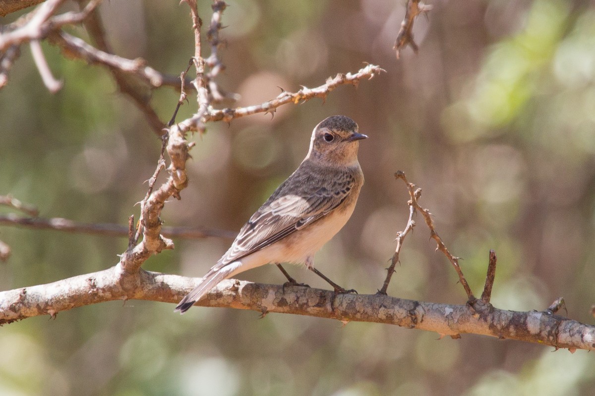 Pied Wheatear - Simon Colenutt