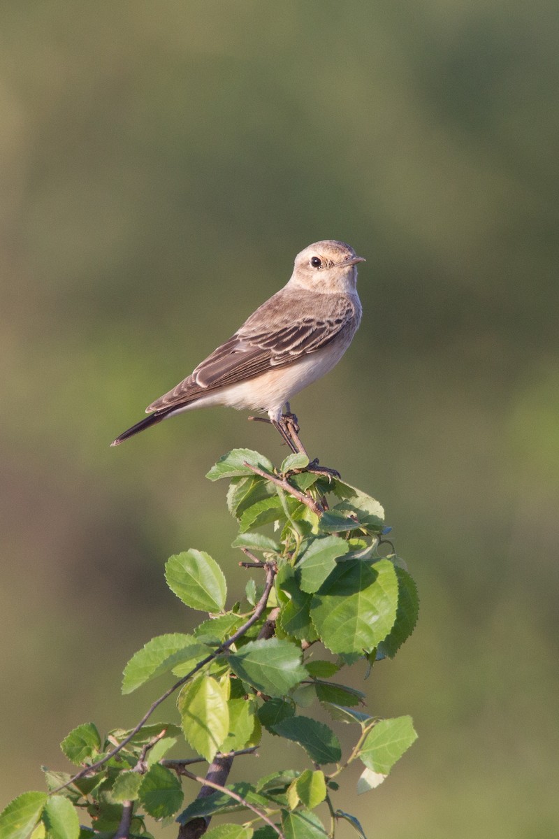 Pied Wheatear - Simon Colenutt