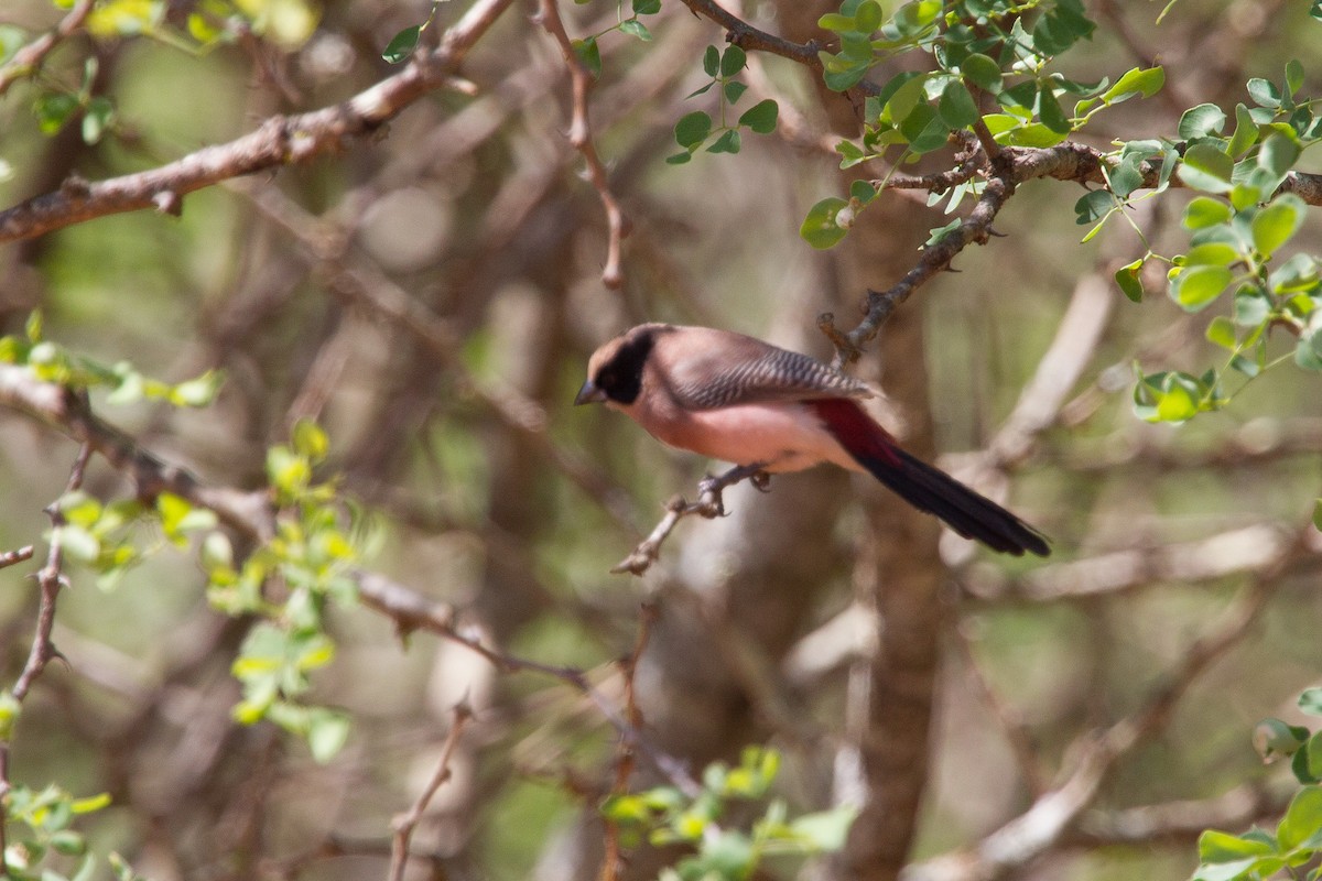 Black-cheeked Waxbill - Simon Colenutt