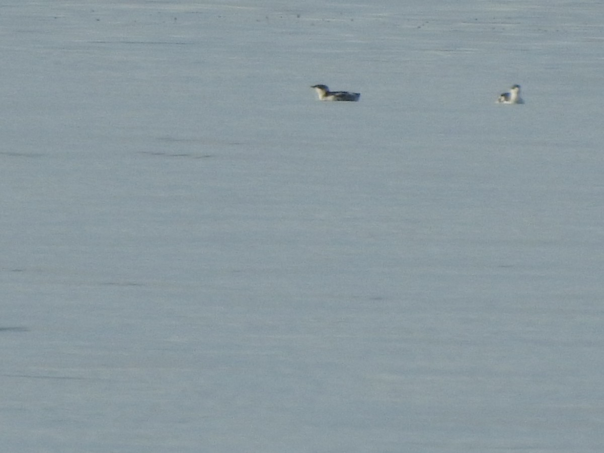 Guillemot marbré - ML245027131