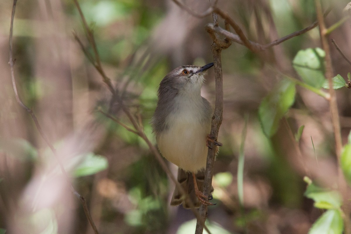 Prinia Somalí - ML245027381