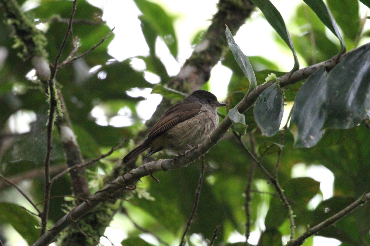 Matinan Flycatcher - ML245029621