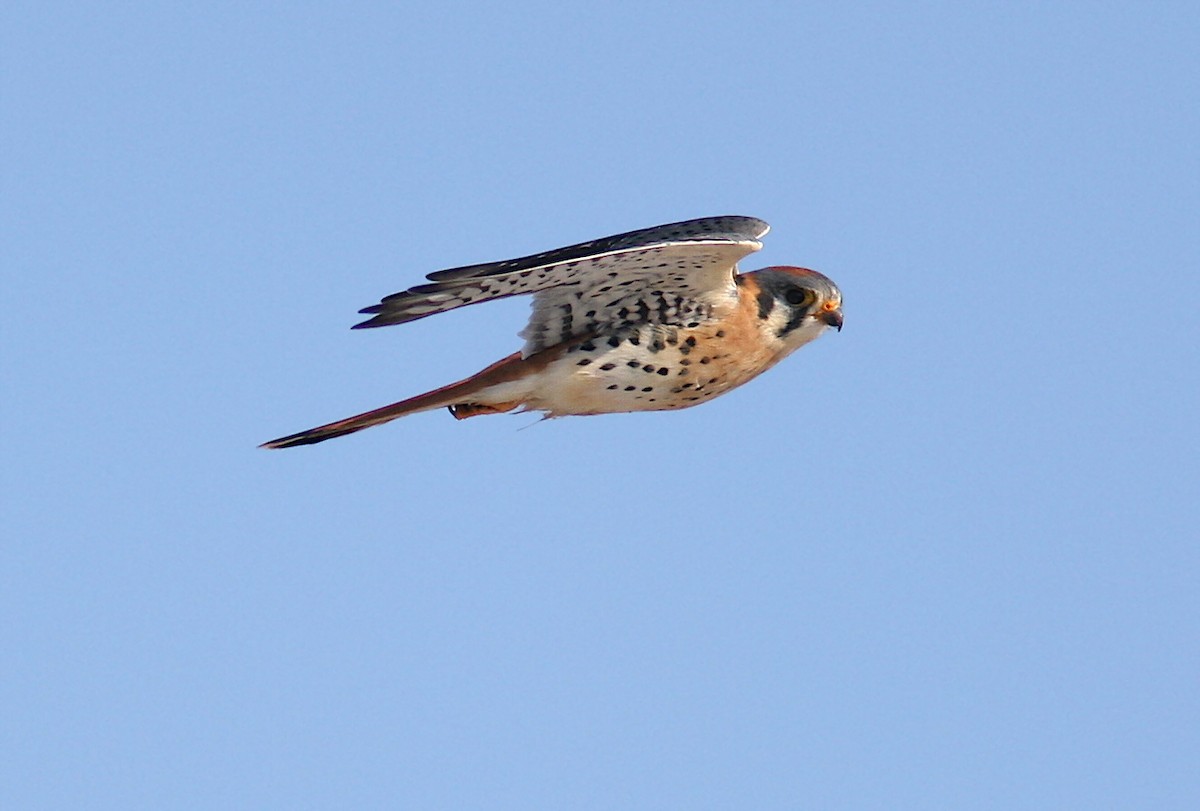 American Kestrel - ML245032631