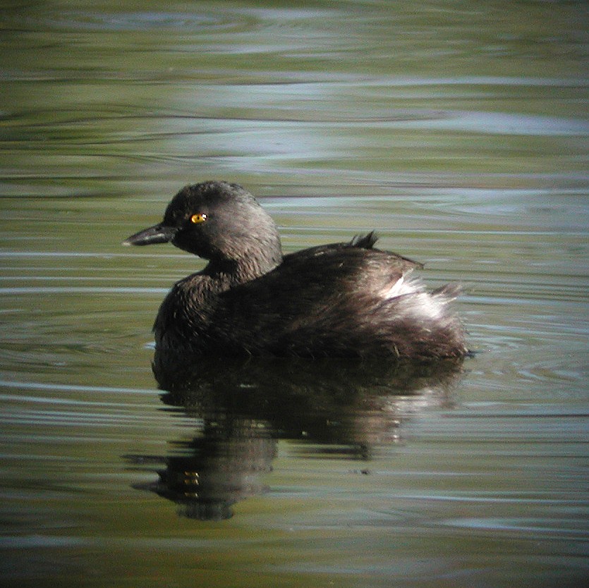 Least Grebe - ML245033391