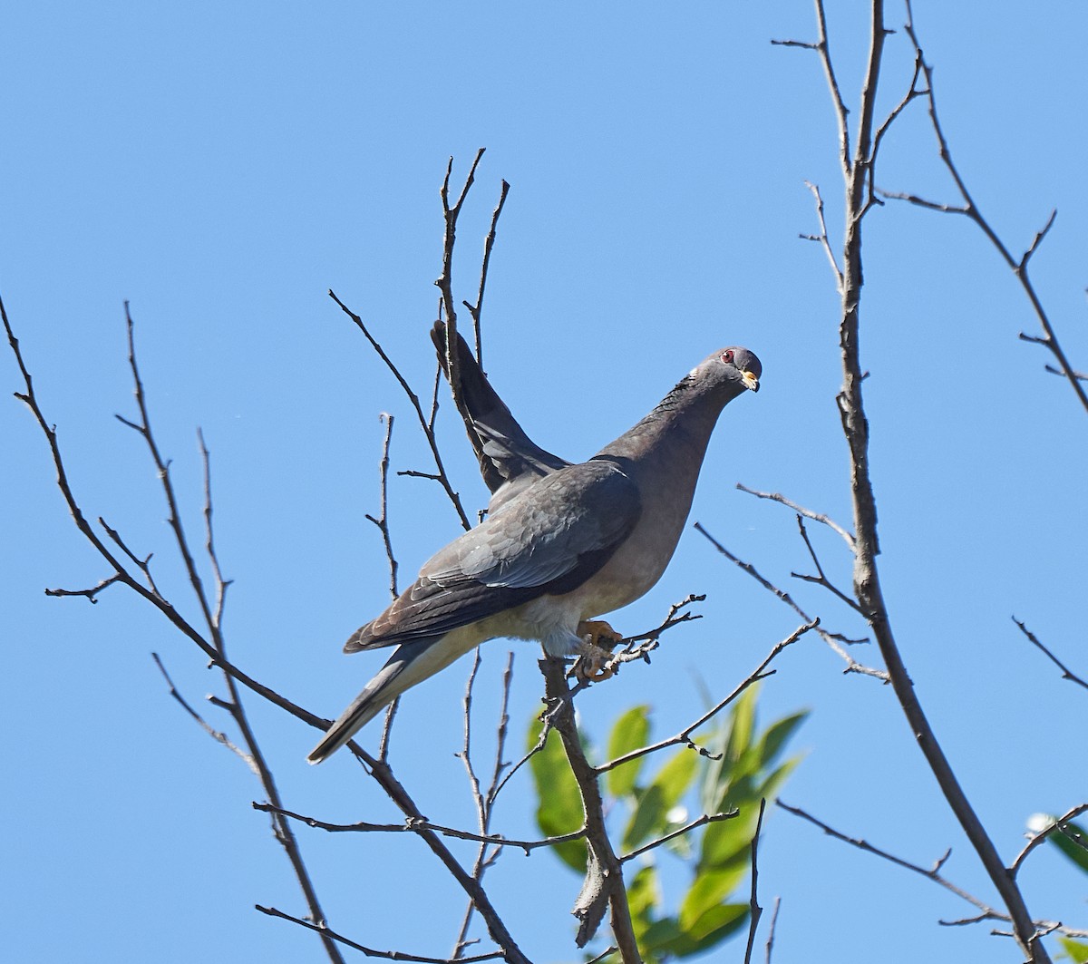 Band-tailed Pigeon - ML245035221
