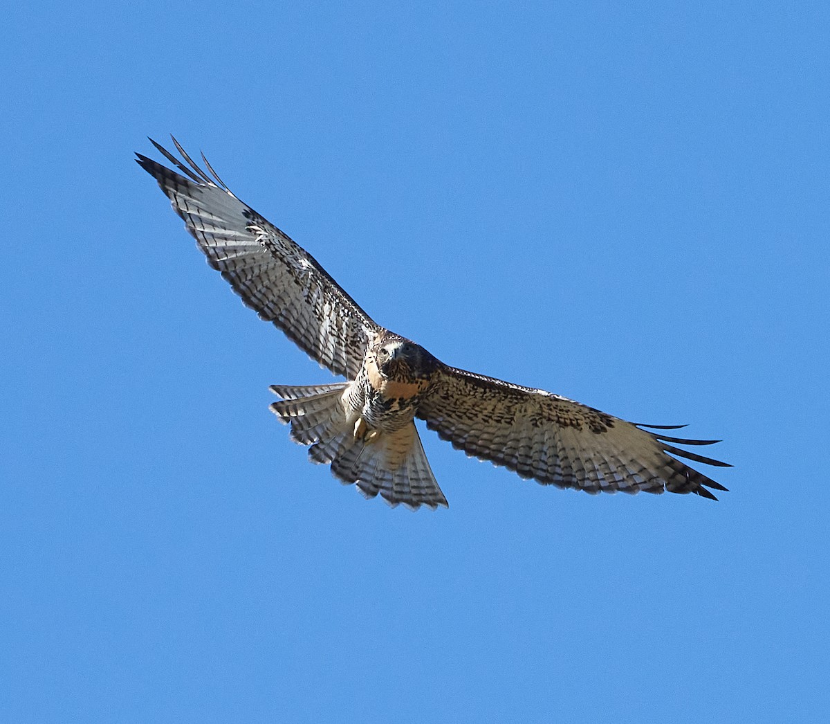 Red-tailed Hawk - ML245035371