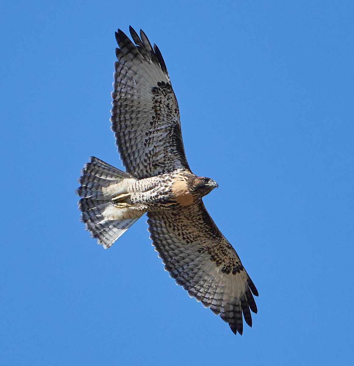 Red-tailed Hawk - ML245035401