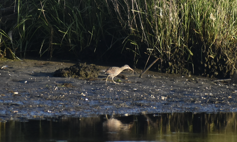 Clapper Rail - ML245037581