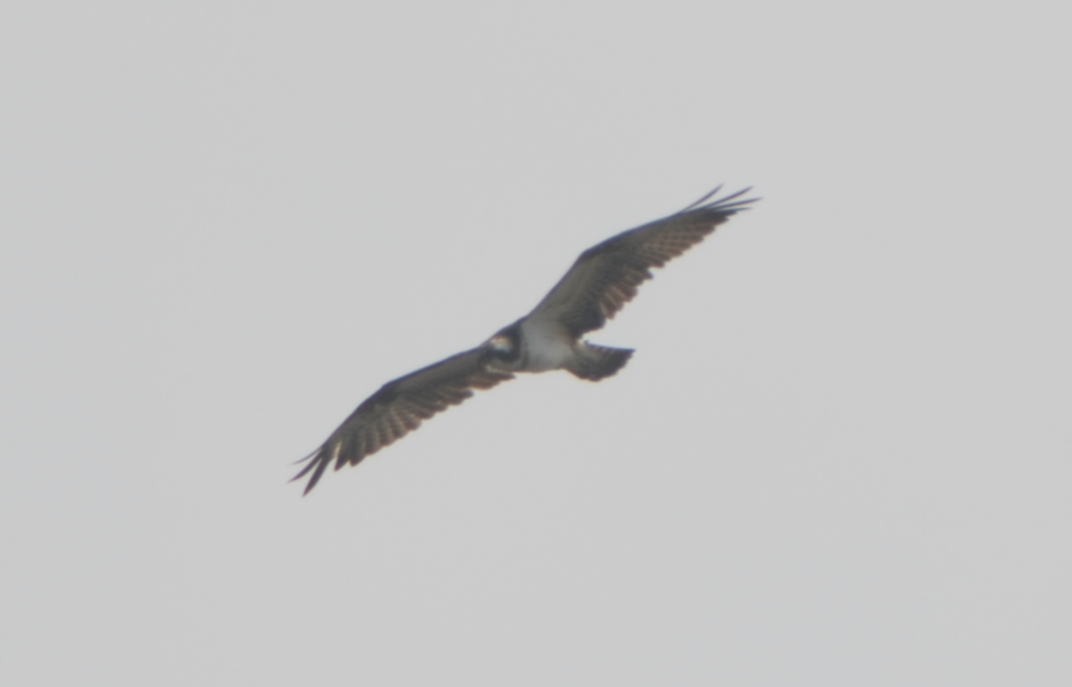 Osprey - ML245038521