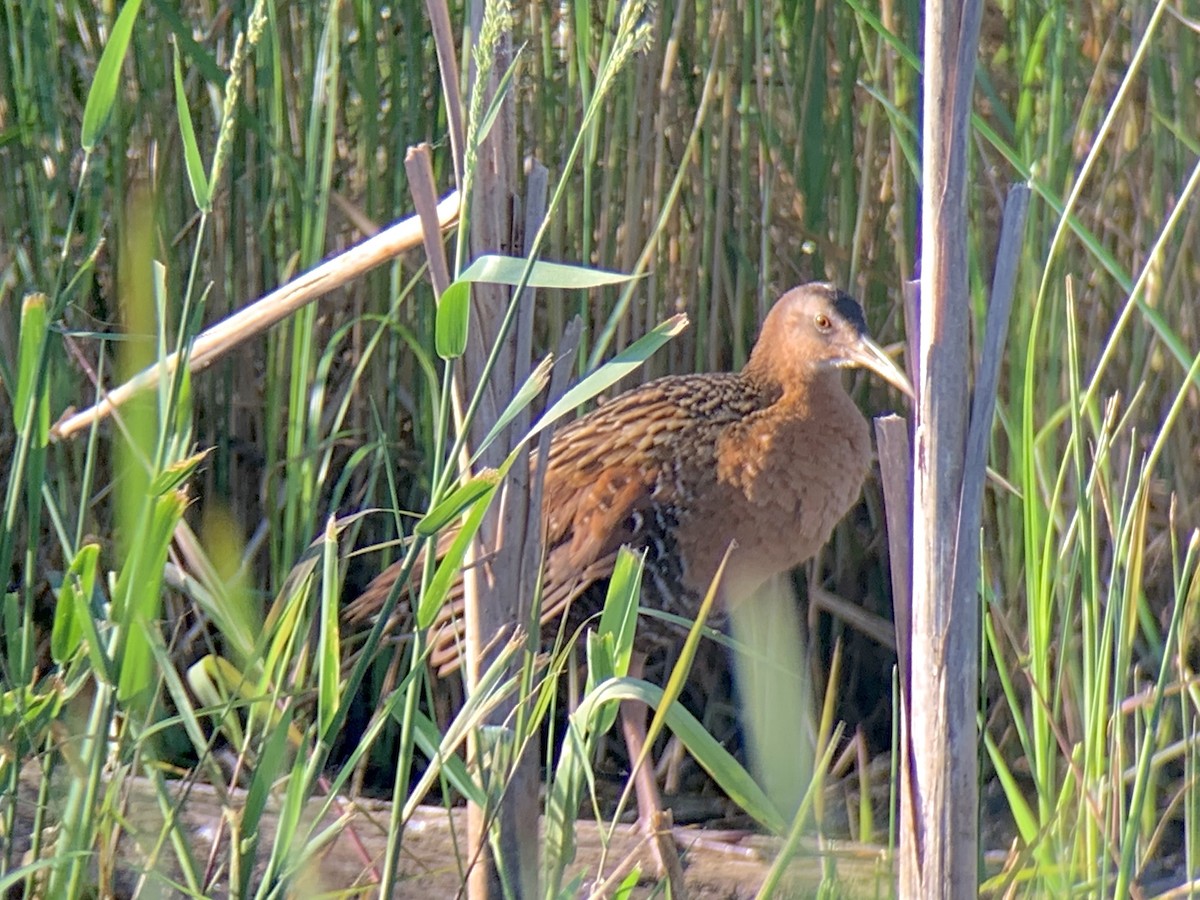 King Rail (Northern) - ML245040021