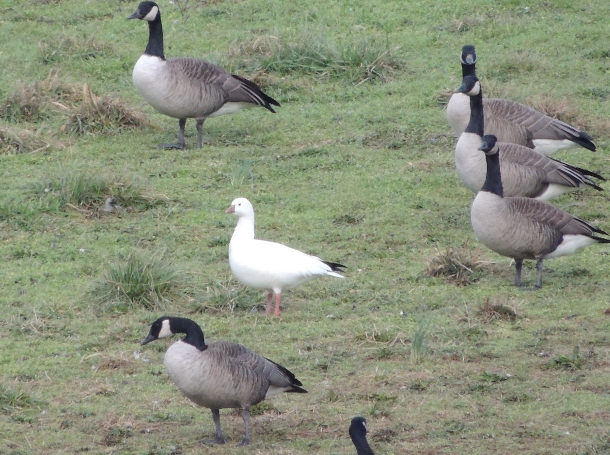 Ross's Goose - ML24504111