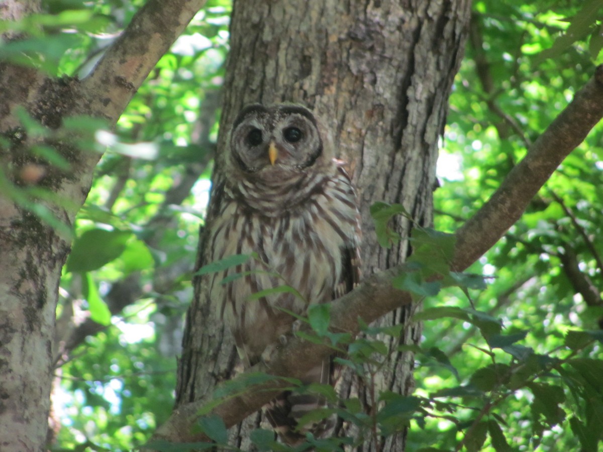 Barred Owl - ML245041691