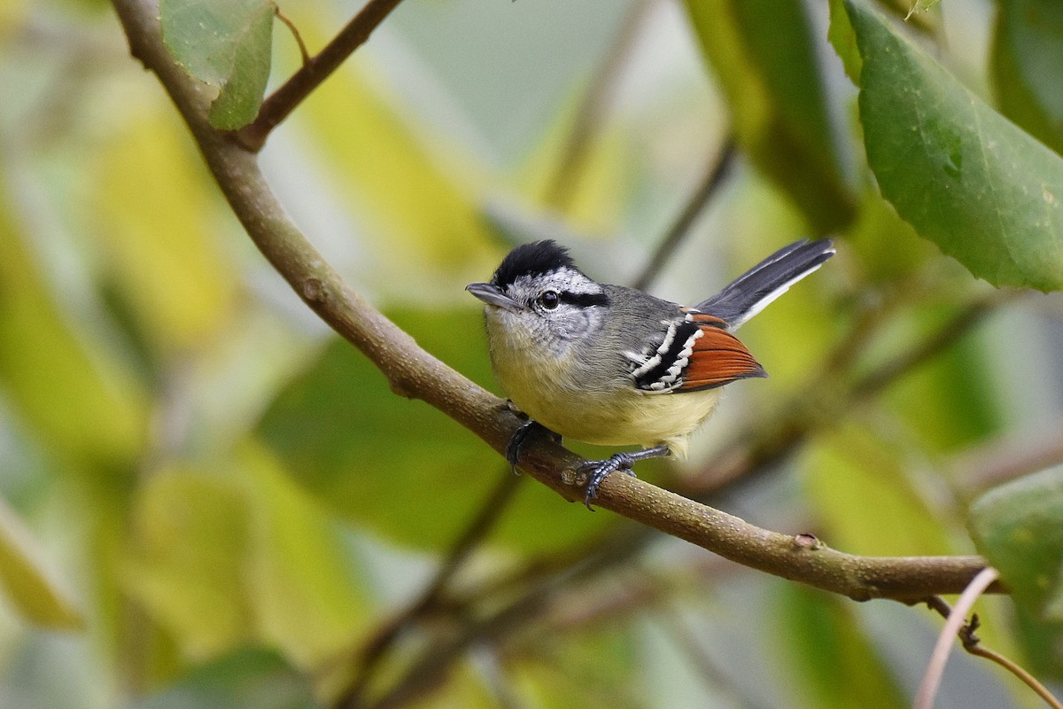 Rufous-margined Antwren - Guilherme  Willrich