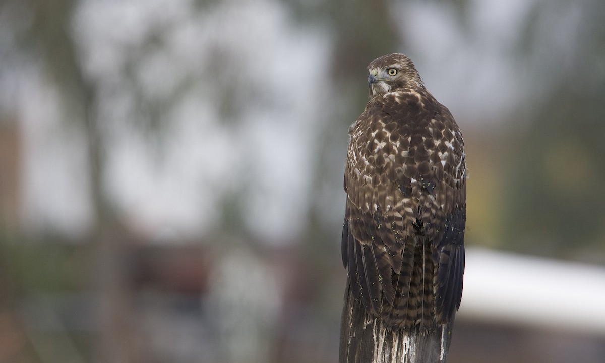 Red-tailed Hawk (calurus/alascensis) - ML245043541