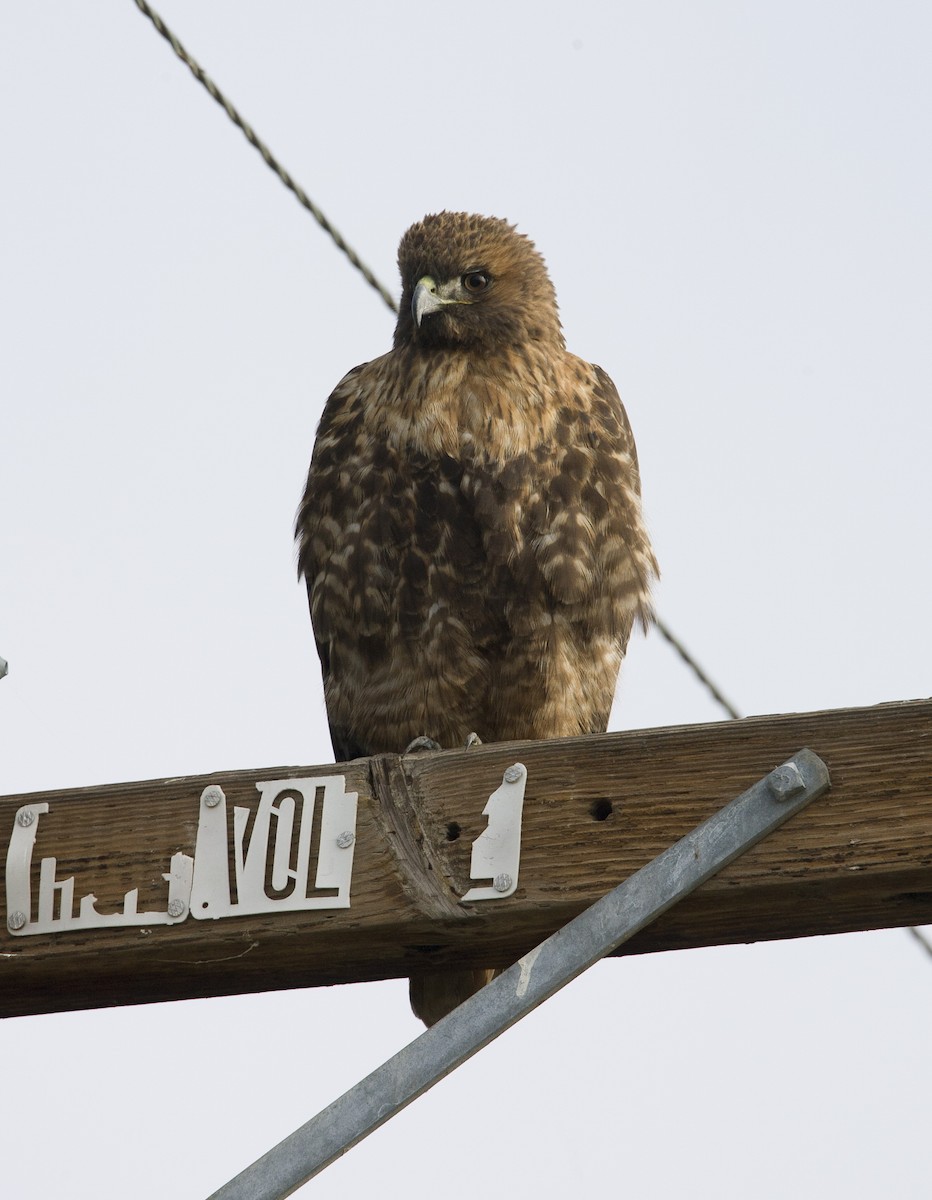 Red-tailed Hawk (calurus/alascensis) - ML245043741
