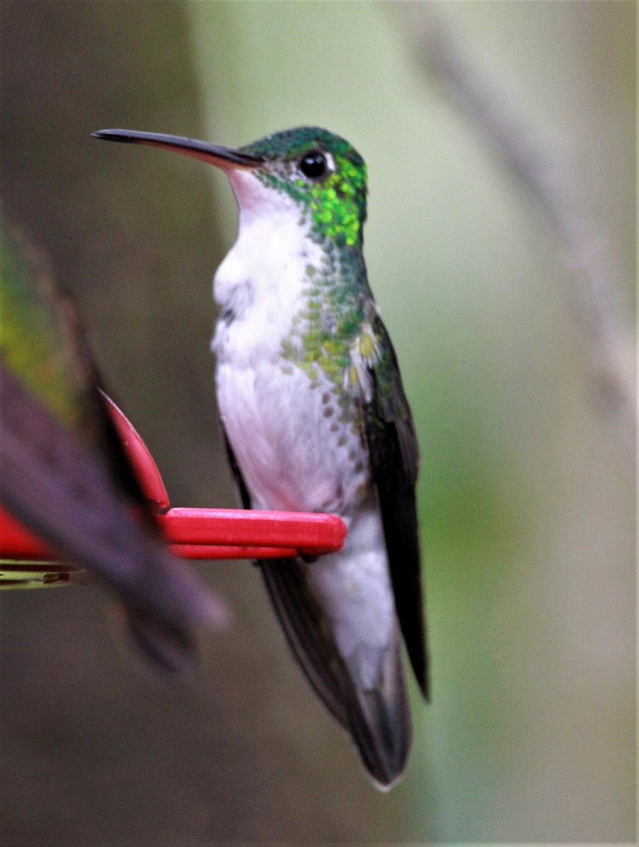 kolibřík andský - ML245045391